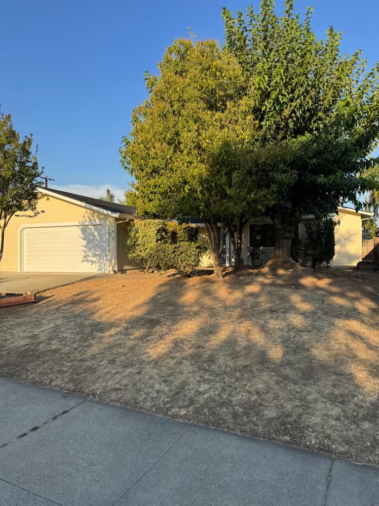 Front yard before: dry dead lawn under a large shade tree